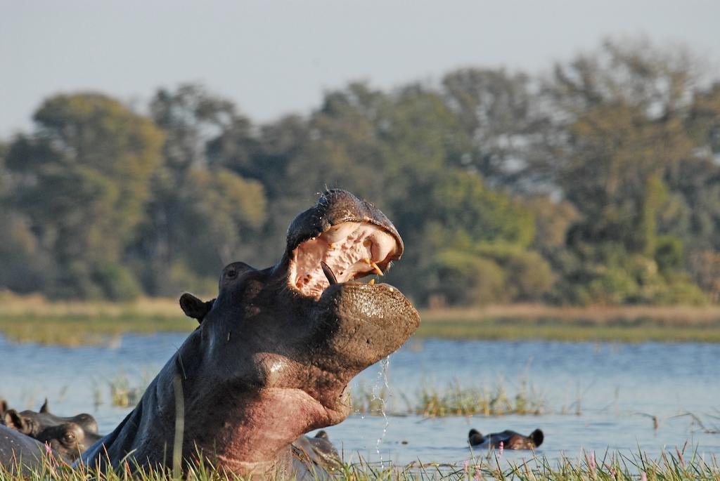 Divava Okavango Resort & Spa Bagani Екстер'єр фото